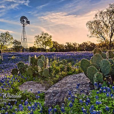 PPM, BST and TST Chat